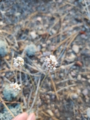 Eriogonum kennedyi austromontanum
