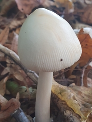 Amanita vaginata alba