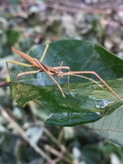 Libethra