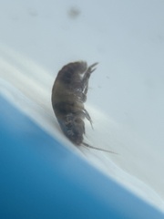 Amphipoda