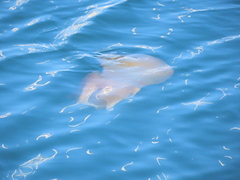 Catostylus tagi