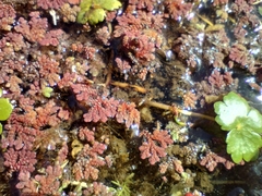 Azolla