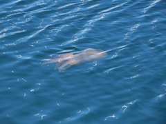 Catostylus tagi