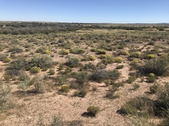 Psilostrophe tagetina