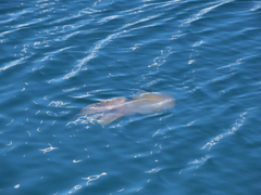 Catostylus tagi
