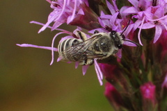Colletes longifacies