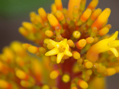 Palicourea rigida