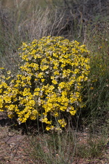 Psilostrophe tagetina