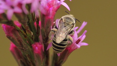 Colletes longifacies