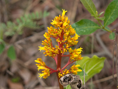 Palicourea rigida