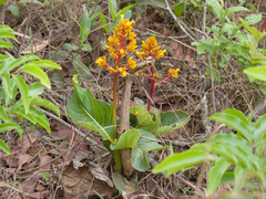 Palicourea rigida