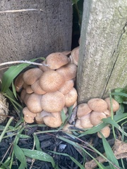 Desarmillaria caespitosa