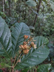 Trigonobalanus excelsa