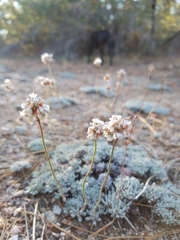 Eriogonum kennedyi austromontanum