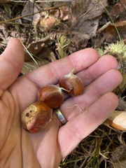 Castanea mollissima