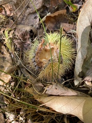 Castanea mollissima