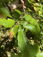 Castanea mollissima