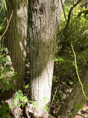 Castanea mollissima