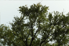 Eysenhardtia polystachya