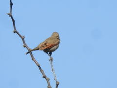 Agelaioides badius