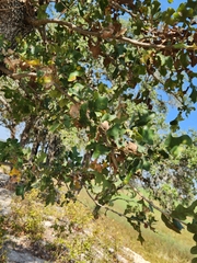 Quercus margaretiae