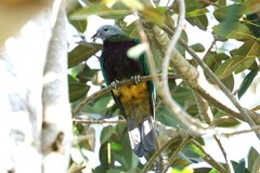 Ptilinopus magnificus