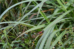 Heliconius ricini