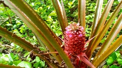 Ananas comosus bracteatus