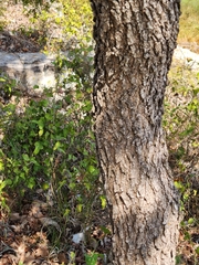 Quercus margaretiae