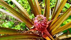 Ananas comosus bracteatus