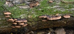 Fuscoporia gilva