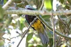 Ptilinopus magnificus