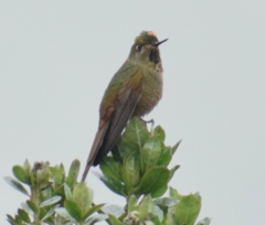 Chalcostigma heteropogon