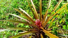 Ananas comosus bracteatus