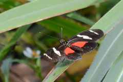 Heliconius ricini