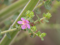 Microlicieae