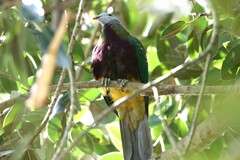 Ptilinopus magnificus