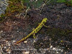 Triturus marmoratus
