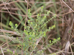 Microlicieae