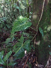 Philodendron verrucosum