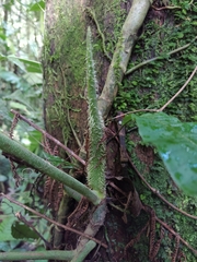 Philodendron verrucosum