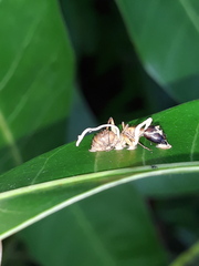 Ophiocordyceps unilateralis