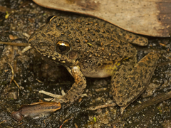 Litoria inermis