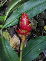 Costus zamoranus