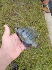 Lepomis macrochirus purpurascens