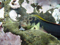 Ophioblennius atlanticus