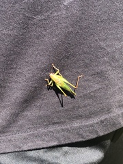 Orchelimum pulchellum