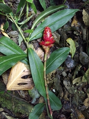 Costus zamoranus