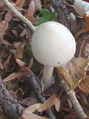 Amanita vaginata alba