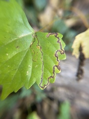 Phyllocnistis vitifoliella